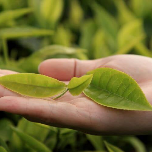 Take a journey on the tea road: be Greeted by White, Green, Oolong, Black, Aged, and Herbal Teas at the Tea Houses of Oaks Chaidim in Bangkok Chinatown