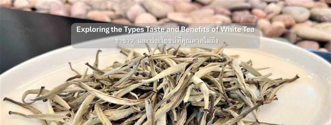  “ชาขาว” Exploring the Types Taste and Benefits of White Tea พาคุณมารู้จักกับ ชาขาว และคุณประโยชน์ที่คาดไม่ถึง