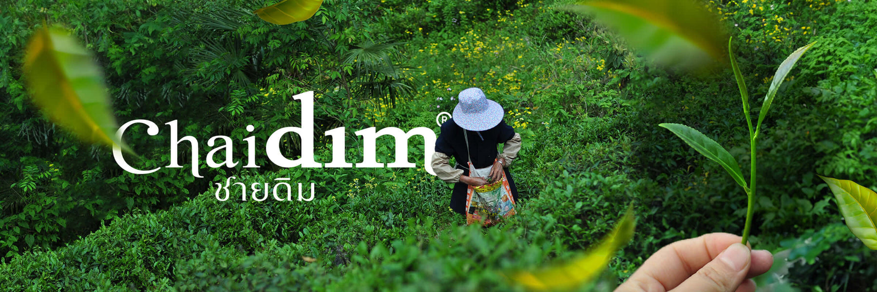 Exploring the Art of Tea: สำรวจศิลปะแห่งชา กับการผสมผสานอันเป็นเอกลักษณ์ของ Chaidim แบรนด์ชาไทย