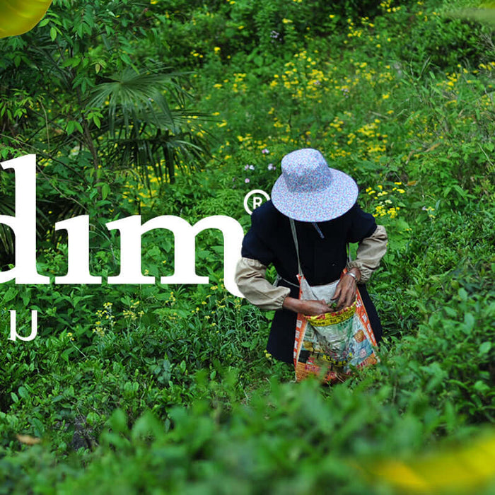 Exploring the Art of Tea: สำรวจศิลปะแห่งชา กับการผสมผสานอันเป็นเอกลักษณ์ของ Chaidim แบรนด์ชาไทย